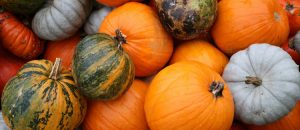 blog-squashes